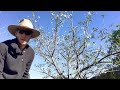 It S Winter But My Plum Trees Are Flowering What You Need To Know
