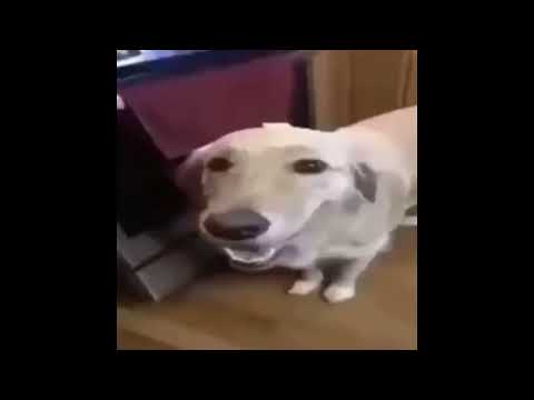 Butter Dog Type Beat 10 Hours