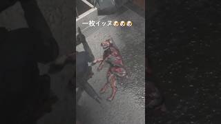 一枚イッヌ　#バイオハザードre2 #residentevil #funny #shorts