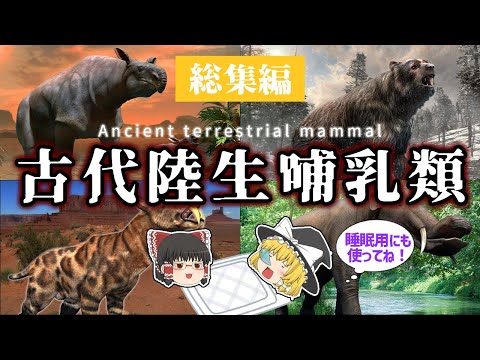 哺乳類: 通常、オスはメスよりも大きくありません。