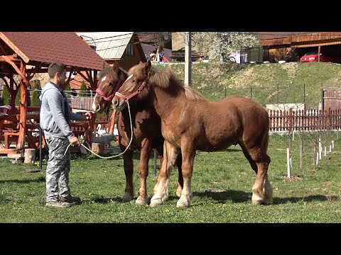 Manjii domnului Ilie de la Bistra, Alba - 2020 Nou!!!