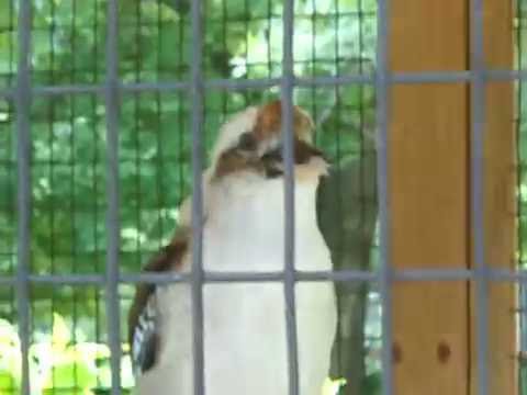 BIRD SWALLOWS WHOLE MOUSE!!!