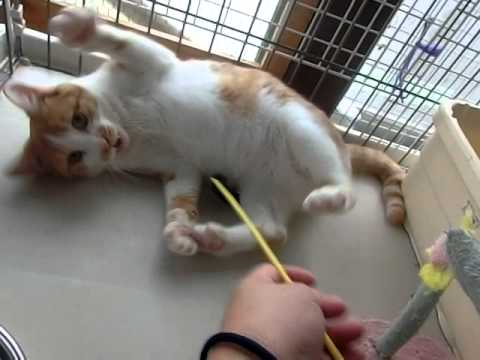 トモちゃん(2014.8.22)