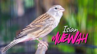 Download lagu CENGKOK ISIAN MEWAH JAWARA - MASTERAN KENARI ISIAN BLACKTHROAT GACOR SUARA JERNIH PALING JOSS JISS mp3