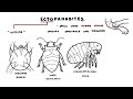 Parasites Overview