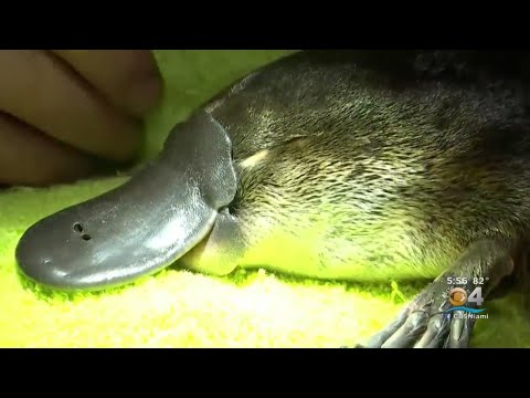 platypus ultra boost