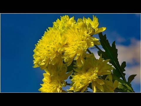, title : 'Cómo cultivar y cuidar un crisantemo en casa | Pata TV'
