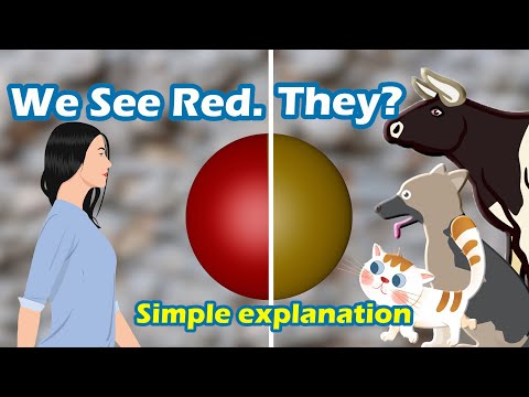 Human and Animal Color Vision | Are dogs, cats and cows color blind | Simple explanation