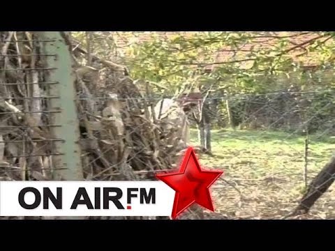 Cima,Shpetimi,Kungji - Krejt shoket po i vran o burrë