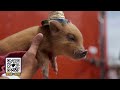 2026 San Diego County Fair Overall Value