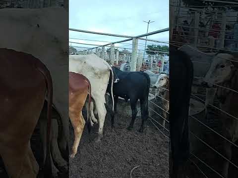 FEIRA DO GADO EM CIPÓ BA