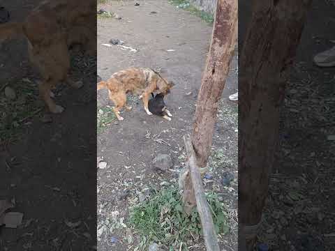 ajaib nama jechisisaa