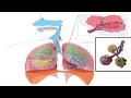 WAPWON COM Biology Heart Functions