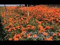 Tour Sun Valley Floral Farms MARIGOLD FIELDS!
