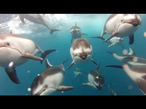 GoPro: Swimming with Dolphins - Santa Cruz, CA