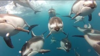 GoPro: Swimming with Dolphins - Santa Cruz, CA