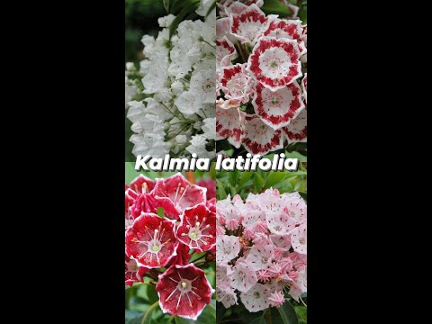 Kalmia szerokolistna (Kalmia latifolia)