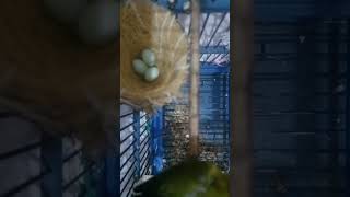 Download lagu ternak pleci disangkar gantung #josterops #pcmi #ternakpleci #birds mp3 Download lagu ternak pleci disangkar gantung #josterops #pcmi #ternakpleci #birds mp3