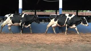 Vídeo 185 - 1ª ETAPA MEGA LIQUIDAÇÃO TOTAL AGROPECUÁRIA MARAJOARA - DIA 4 | GADO GIROLANDO E HOLANDÊS