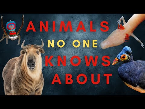 25 Animals You Haven't Heard Of...Maybe - Part One - Oceania and Eurasia