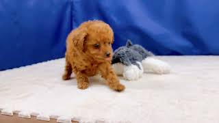 トイプードルの動画01