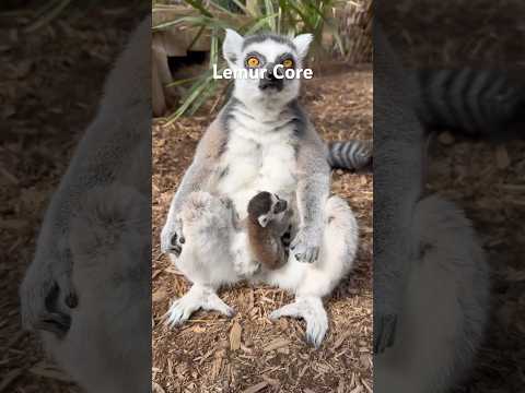 Lemur Core #animalshorts #animals #cuteanimals #cute #lemurs #lemur