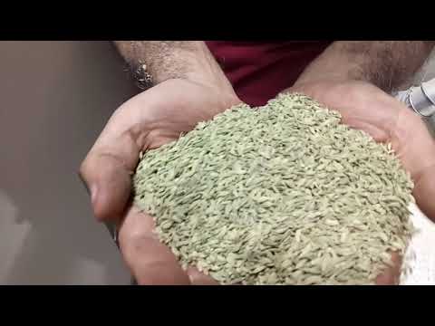 download lagu mp3 mp4 Saunf Production In India, download lagu Saunf Production In India gratis, unduh video klip Saunf Production In India