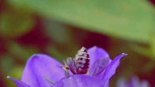 Belong - Beeside