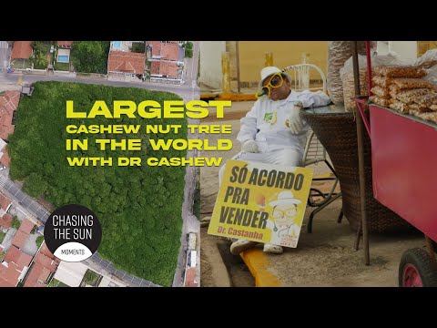 The Largest Cashew Tree in the World & Dr. Cashew – A Natural Wonder in Brazil! 🌳🥜