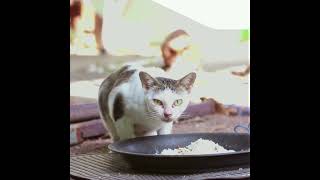 Nourriture humide pour chats : Ce que vous devez savoir