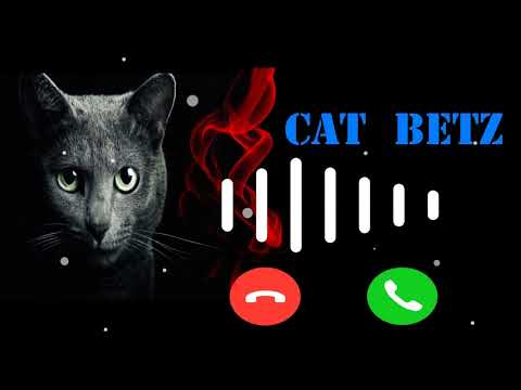 Betz cat Nuw 2023 trend