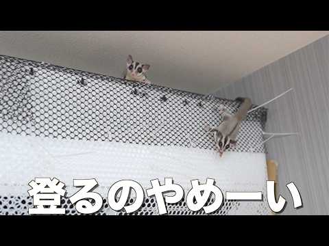これからこの暴れん坊のモモンガの体重測定をします