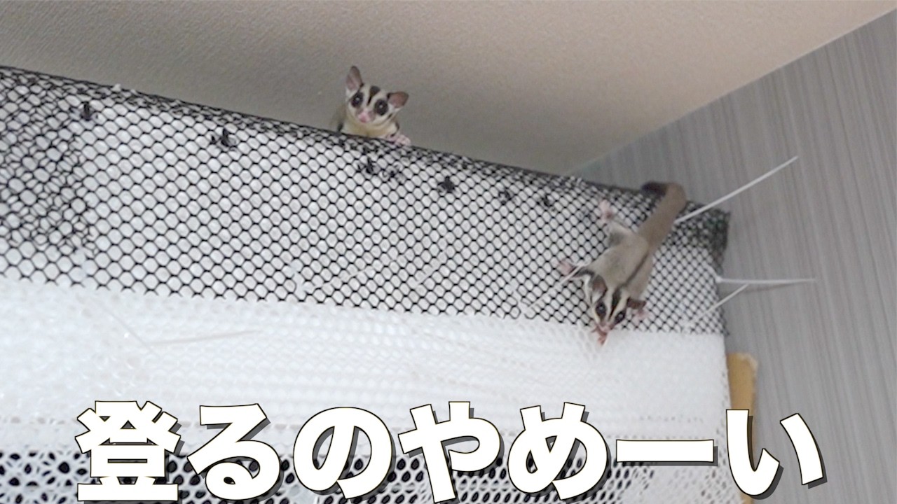 これからこの暴れん坊のモモンガの体重測定をします