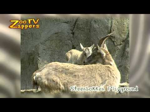 ZooZappers - Alpensteenbok - Capra Ibex - steenbok #04