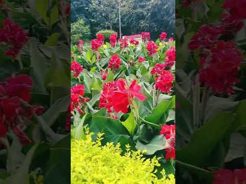 beautiful flowers 💐💐💐💐 #bollywood #hindisong #for #song #nature #music #flowers #dance #bollywoodson