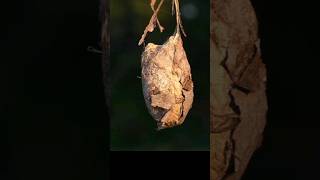 54321GO! Moth Evolution #nature #shorts