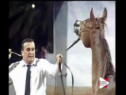 N.127 SORAJA MONISCIONE - Ajman 2016 - Mares 5 to 8 years old (Class 5)