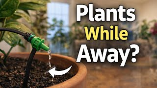 How I Water My Houseplants Automatically While on Vacation 🌿 Self Watering Setup