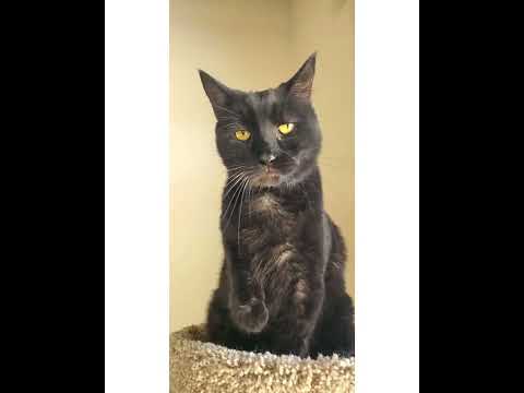 Crystal the Pet Nanny. LLC video.