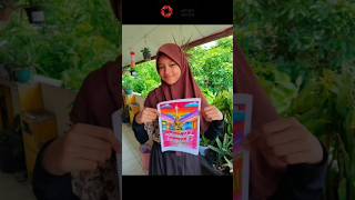 Download lagu Hari Sumpah Pemuda 28 Oktober 2025 mp3