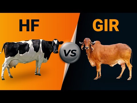 , title : 'Hf vs Gir Cow'