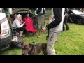 Dog Sex Mounts Guy On Command