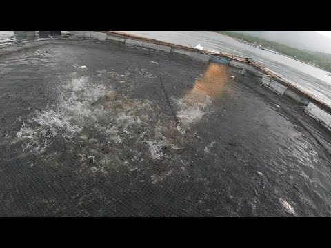 SE02EP046 Part 2 - PAG HARVEST ng BANGUS | 1 MILYONG PISO ang PUHUNAN