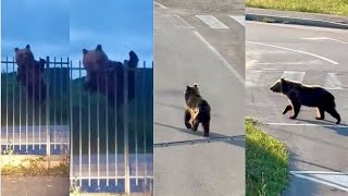 Castel di Sangro, l'orso marsicano rispunta in città
