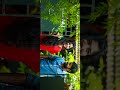 Kannia Yan Munna Kadlum Song Tamil Nivin Pauly Sai Pallavi Love WhatsApp Status