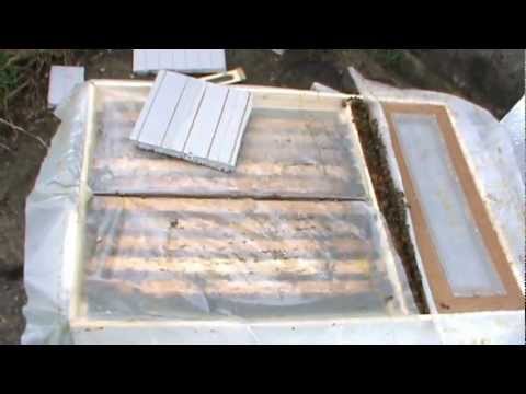 2. First visit to the Bio Stationary Hive / on the hearth 2/3