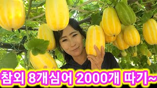 참외 8개심어 2000개따기 첫수확~참외터널재배 참외재배방법 순치는법,참외수확시기 전원일기,인간극장,주말농장…