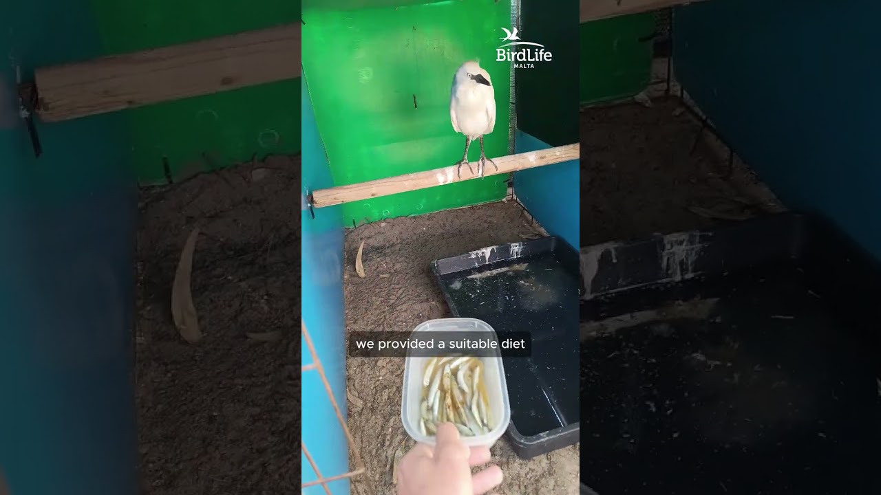 Rescued, rehabilitated, released.
