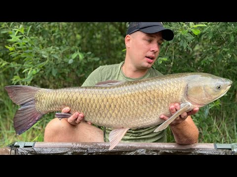 CHWAŁOWICE 21 RYB ŁĄCZNIE 150 KG ALE SEZON! #23