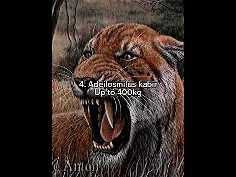 The 5 largest big cats ever #prehistoric #bigcats #iceage